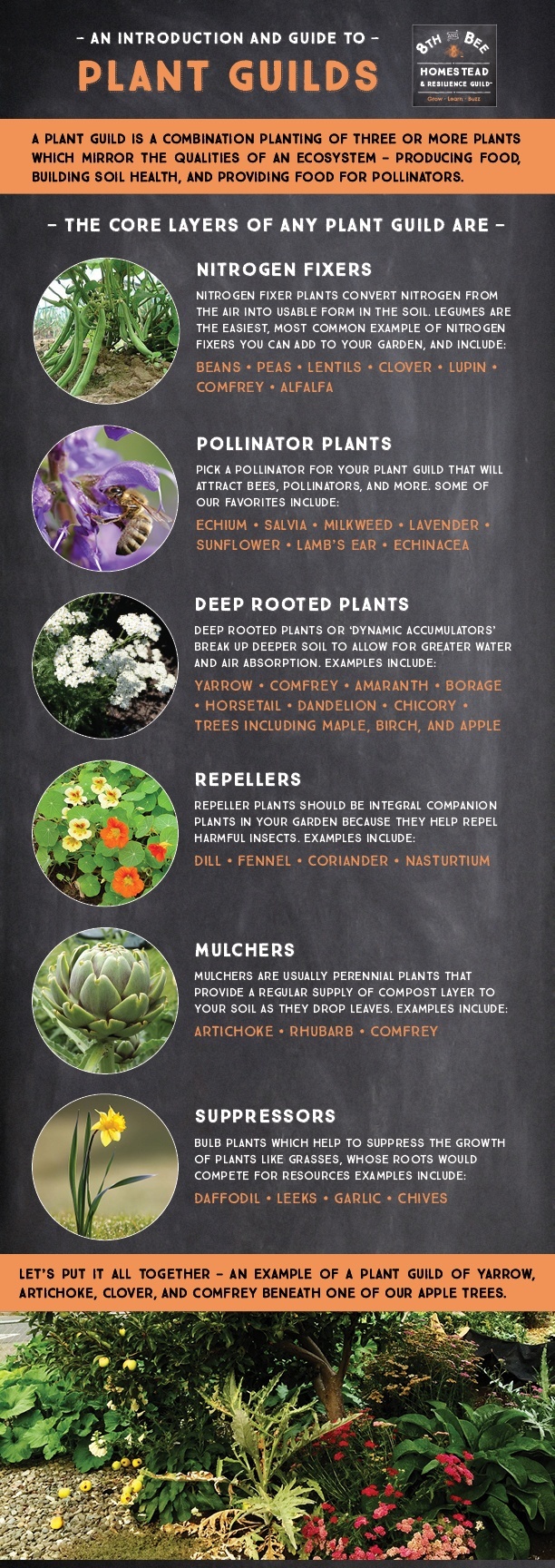 Infographic-Plant-Guild