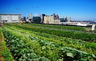 Higher Ground Rooftop Farm in Boston