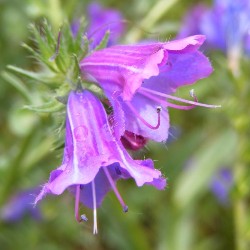 pollinator-planting-guide-blue-bedder-echium
