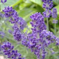 pollinator-planting-guide-lavender
