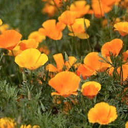 pollinator-planting-guide-poppy