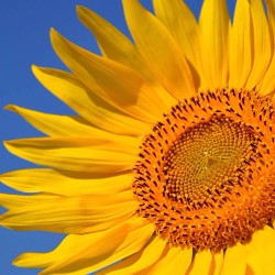 pollinator-planting-guide-sunflower