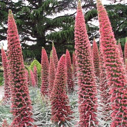 pollinator-planting-guide-tower-of-jewels-echium