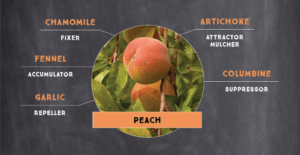 Sample Peach Tree Plant Guild