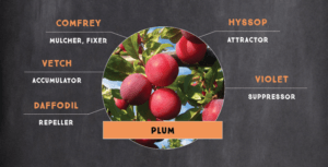 Plum Tree Sample Plant Guild