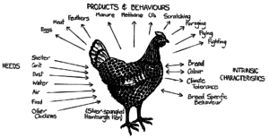 stacking functions permaculture chicken